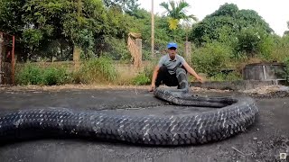 The Largest and Most Venomous King Cobra in the World [upl. by Naliorf]