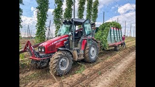 Hopfenernte 2018  Hop Harvest  Massey Fergusson 5438  Hop Zbiorów [upl. by Mortimer]