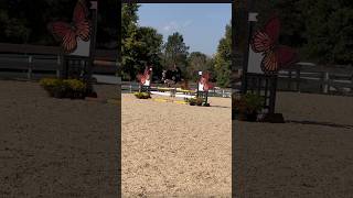 racecar wezle horse haflinger equestrian jumping [upl. by Eimam]