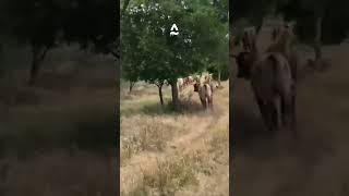 Cowdog Charlie Driving Yearling Cattle [upl. by Ecyrb733]