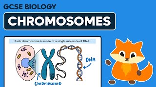 Chromosomes  GCSE Biology [upl. by Natsuj]