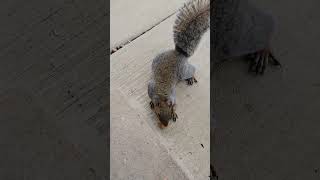 We have options Brown Noser squirrel squirrelvideo squirrels squirrelwatching squirrelfriend [upl. by Ivetts]