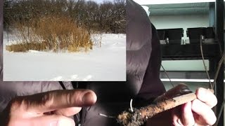 How To Take and Root Elderberry Cuttings [upl. by Leiruh]