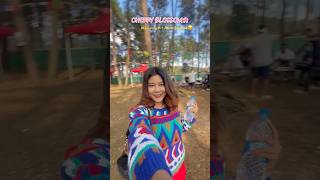 Cherry Blossom 🌸 ‘t Amar Utpaat 😂🤭 minivlog p1 youtubeshorts shortsfeed shorts vlog [upl. by Eissel794]