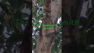 The Coppersmith Barbet birds that creates hole in tree [upl. by Maiocco]