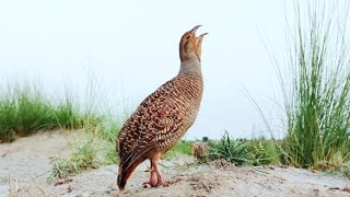 Teetar ki awaz  dakhni teetar ki awaz  female teetar awaaz  gray francolin teetar sound [upl. by Seko]