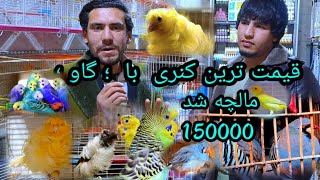 قیمت ترین کنری با گاو مالچه شد 150000 [upl. by Ledif327]