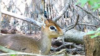 Das kleinste Reh der Welt Tiergarten Schönbrunn Kirk Dikdik Madoqua kirkii Superzoom Zoo Vienna [upl. by Cirdahc]