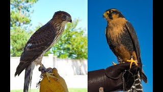 Falconry Quail hawking Aplomados vs Coopers [upl. by Ruttger]