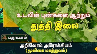 மூலத்தினால் உண்டாகும் வீக்கத்தை போக்கும் துத்தி இலை  அறிவோம் ஆரோக்கியம்  18092017 [upl. by Luapleahcim]