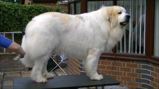 Pyrenean Mountain Dogs  Great Pyrenees  Penellcy Troy [upl. by Erick]