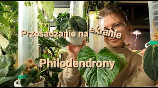 Przesadzanie a raczej sadzenie na ekranie  philodendrony do hydroponiki [upl. by Steffi97]