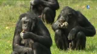 Naissance dun bonobo à la Vallée des Singes [upl. by Engracia]