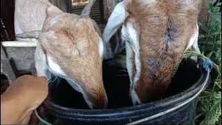 Wedus wedus seneng ngombekambing kambing minumgoatskambing embek embek [upl. by Llerrod]