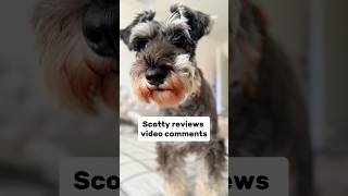 Funny Schnauzer reviews video comments 👀💬 minischnauzer [upl. by Carothers]