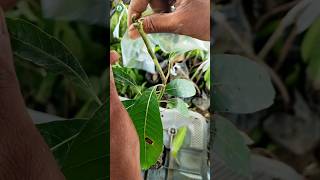 Mango Grafting Process  viralvideo shorts [upl. by Kyte607]