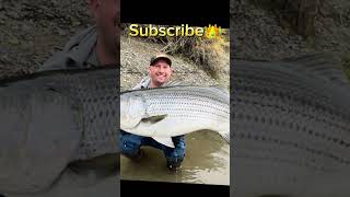 Your striped bass if fishing [upl. by Hellene]