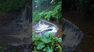 Asmr hutan hujan tropis nature asmrsounds naturelovers short shortvideo tropical [upl. by Sesiom]