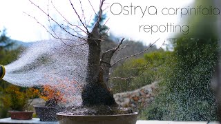 Ostrya carpinifolia yamadori repotting  Arkefthos Bonsai [upl. by Richella]