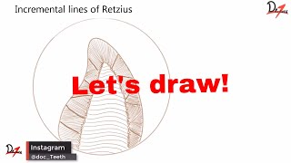 Striae of Retzius  Lets draw [upl. by Delila312]