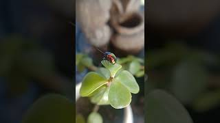 Dogbane beetle 🪲nature beetle [upl. by Shirk]