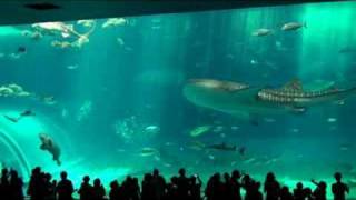 Okinawa Churaumi Aquarium [upl. by Samid]