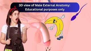 External Male Anatomy [upl. by Rehtnug]