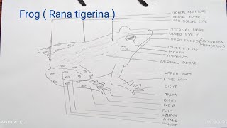 How to draw a frog easy  frog Rana tigrina drawing  frog drawing easy step by step [upl. by Harwill]