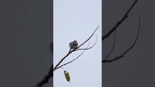 Cinereous tit birds birdslife winter season morningvibes peacefulmoments selfcare 4k [upl. by Niuqram]