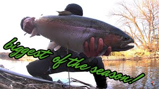 BIG FALL STEELHEAD  LAKE ONTARIO TRIBUTARY  NOVEMBER 2023steelheadfishing steelhead [upl. by Meletius866]