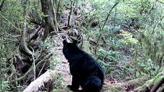 Meidase P60 Trail Camera  Mother bear checks things out [upl. by Aneleasor]