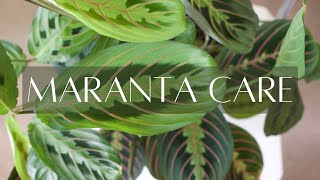 MARANTA PLANT CARE  Basic care instructions for the Maranta houseplant [upl. by Lenci372]