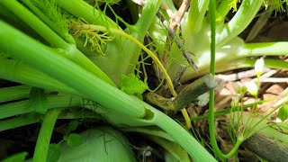 How one Florance Fennel can fill your whole garden growing it as a perennial [upl. by Inaffets]