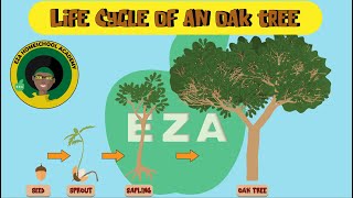 Life Cycle of an Oak Tree  All about Trees [upl. by Elodie837]