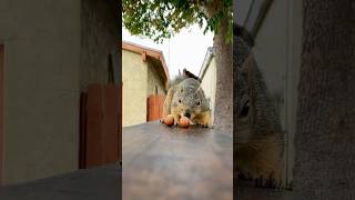 Squirrel vs 2 hazelnuts hilarity ensues animals friends funny food feed memes india fyp lol [upl. by Atalaya826]