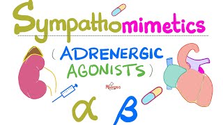 Sympathomimetics Adrenergic Agonists—Epinephrine Norepinephrine  Alpha amp Beta Receptors [upl. by Akimit]