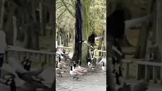 Canada Goose Landing Next To The Duck Pond In Slow Mo  Thornes Park birds avian nature [upl. by Notlrac]