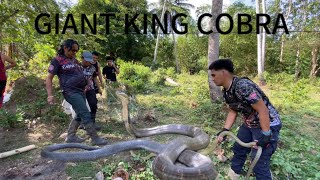 GIANT KING COBRA NANUNUGOD [upl. by Assirahs]