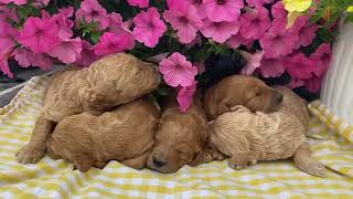 F1B Standard Goldendoodle Puppies NYS871 link in description [upl. by Eulalee221]