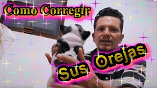 Como Pegarle las Orejas a un Cachorro CuidadodeCamadas [upl. by Kaja]