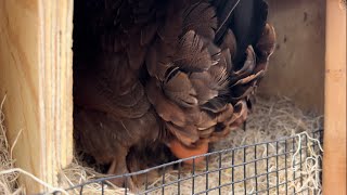 Welsummer chicken lays a beautiful brown speckled egg [upl. by Waugh]