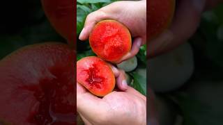 1 minutes amazing fruit 🍓🍒🍎🍉🍑🍊🍋🍋‍🟩🍈🍏🍐🥝🥥asmr fruit fruits fyp amazing [upl. by Rauscher938]