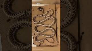 Dermestid Beetles Clean Corn Snake Skeleton  Auction for Reptile Medicine Research [upl. by Walker]