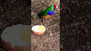 Diamante di Gould  Gould  Gouldian Finch aviarylife gouldianfinch birds gouldamadine [upl. by Einnus]