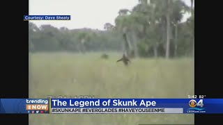 Legend Of Floridas Skunk Ape Lives On [upl. by Thaxter]