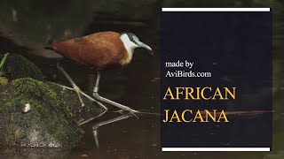 African Jacana Actophilornis Africanus [upl. by Wildee]