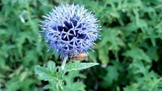 Zachs bee plant Globe thistle [upl. by Ahsener]