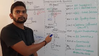 Brassinosteroids signalling pathwayPhytohormoneCSIR NET in Hindi [upl. by Cosme]