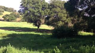 5lbs Tannerite vs huge oak tree [upl. by Areik983]