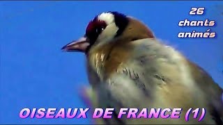 CHANTS dOISEAUX de FRANCE  28 chants [upl. by Michael]